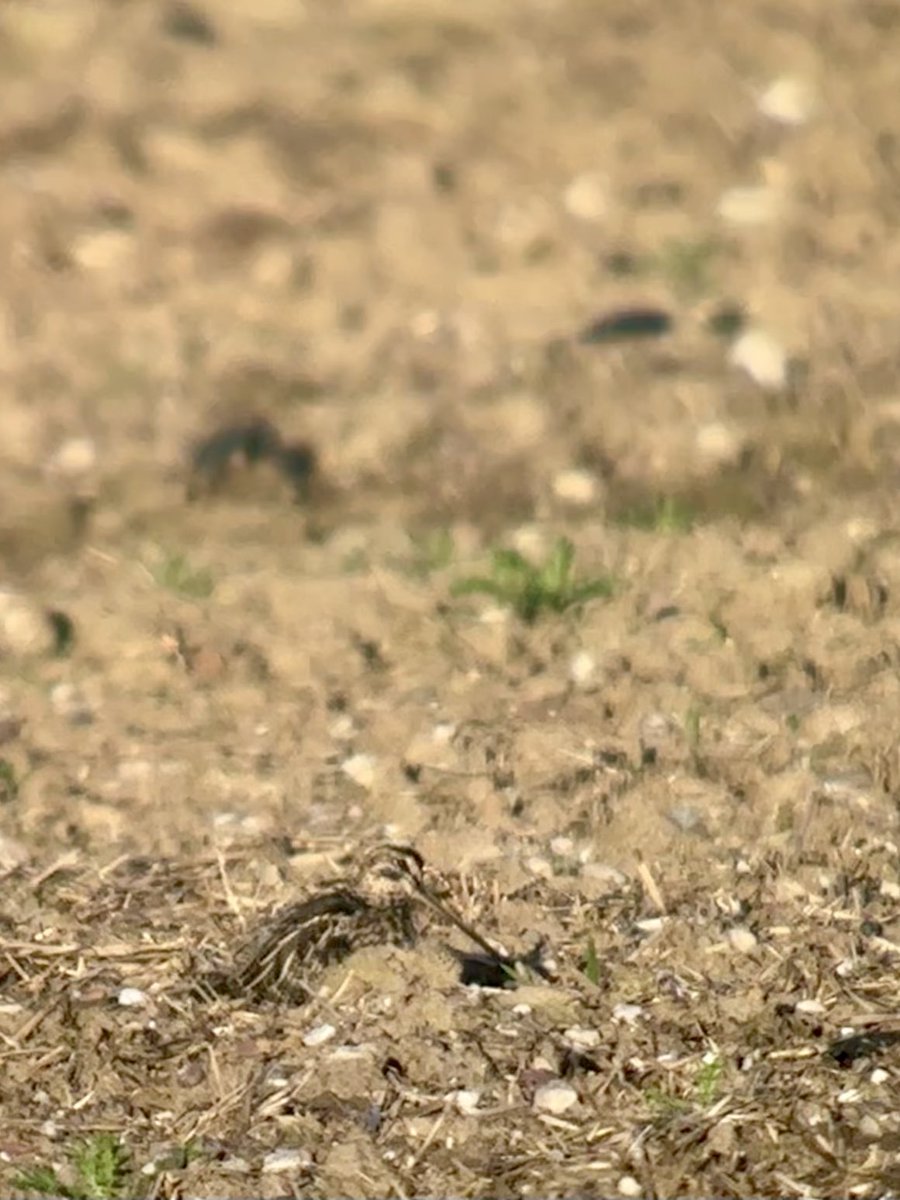 Steve Richards tweet media