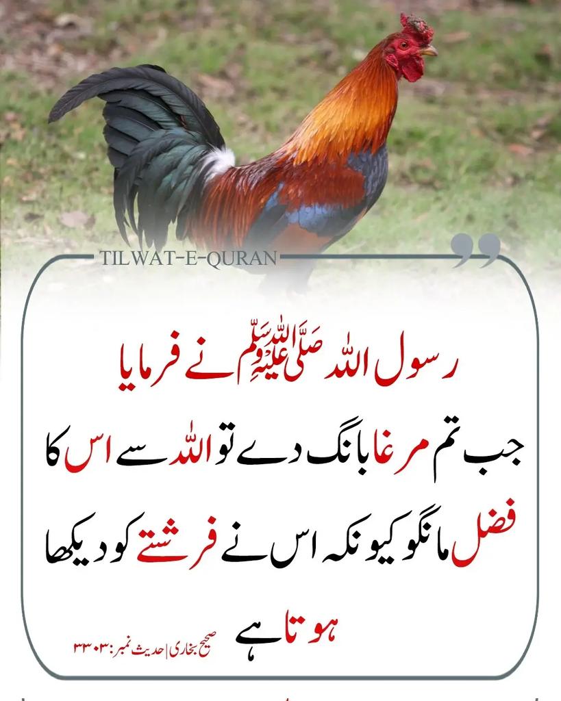 Sadia Rajpoot ⚡ tweet media