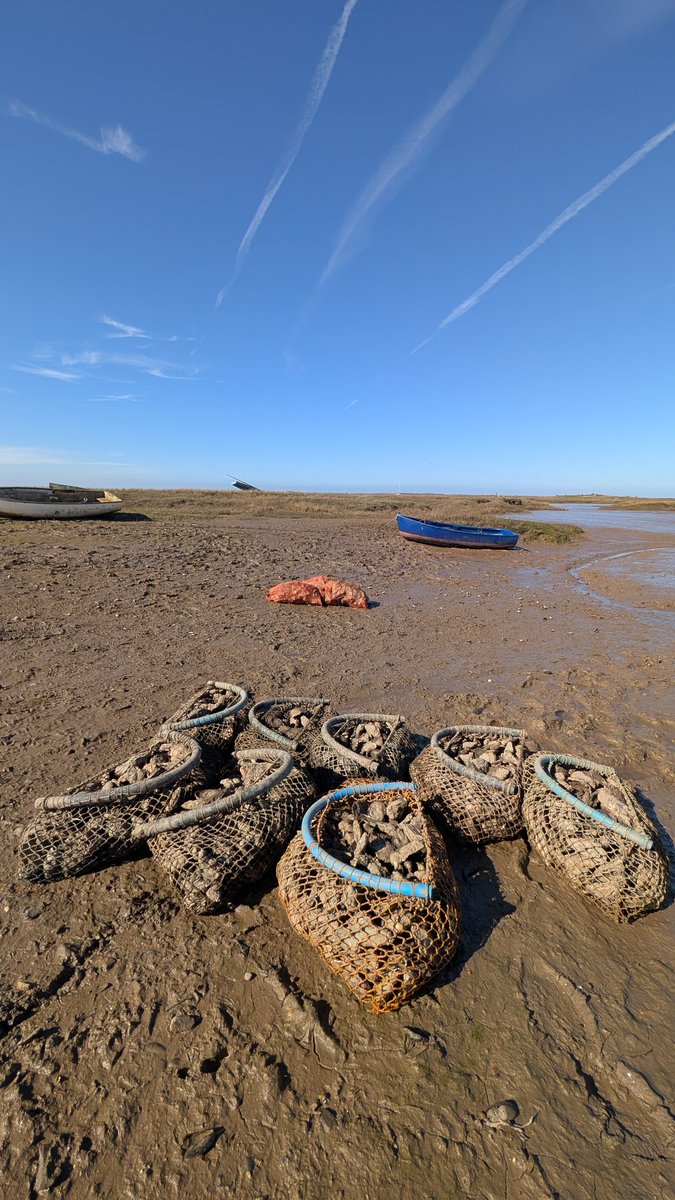 Chuckerbutty Malificent 🇬🇧👀❤️ tweet media