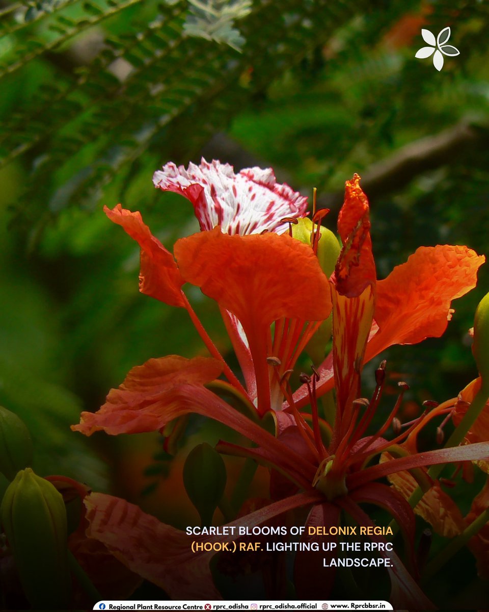 Regional Plant Resource Centre tweet media