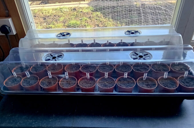 GoingPostalBlog's tweet image. A View From The Outside Bit; More In Common? by @LordBriRobert1 - tinyurl.com/3pb3utwr 
#Diary #Gardening #Hobbies #Islam #Politics #Religion #GreenPolitics #Potting #Propagation #Seeds
