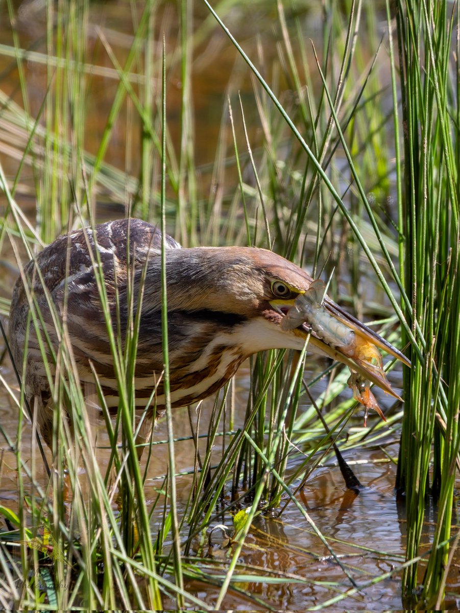 Avian Stalker tweet media
