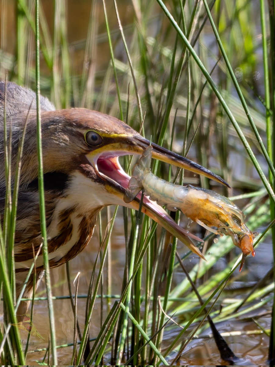 Avian Stalker tweet media