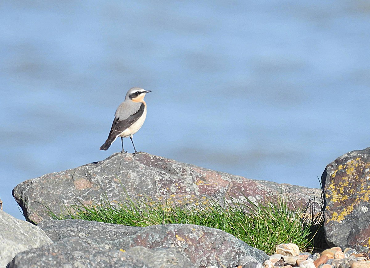 Shoreham Birding tweet media