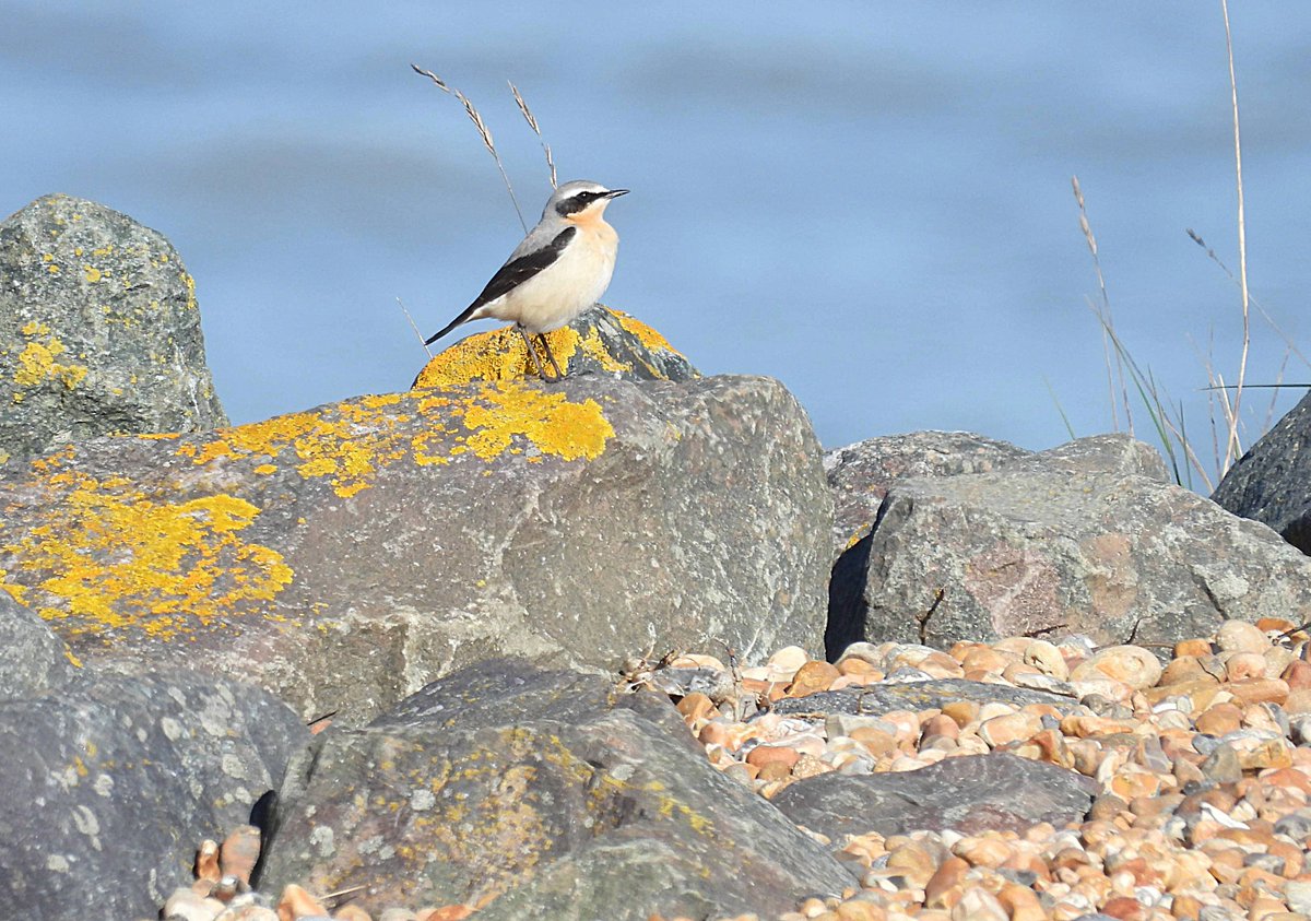 Shoreham Birding tweet media