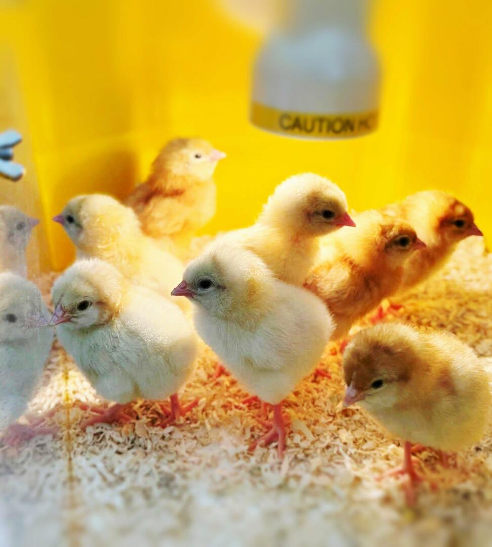 officialhallx's tweet image. 👨‍🔬KS3 Science Week has been packed with hands-on fun!👩‍🔬Students explored the life cycle of chicks 🐥 (including holding them!), made salt water cells and created test tube water xylophones 🎶#ScienceWeek #KS3Science #enjoyingexcellence Via: @hx_science o… hallx.me/pXBnf