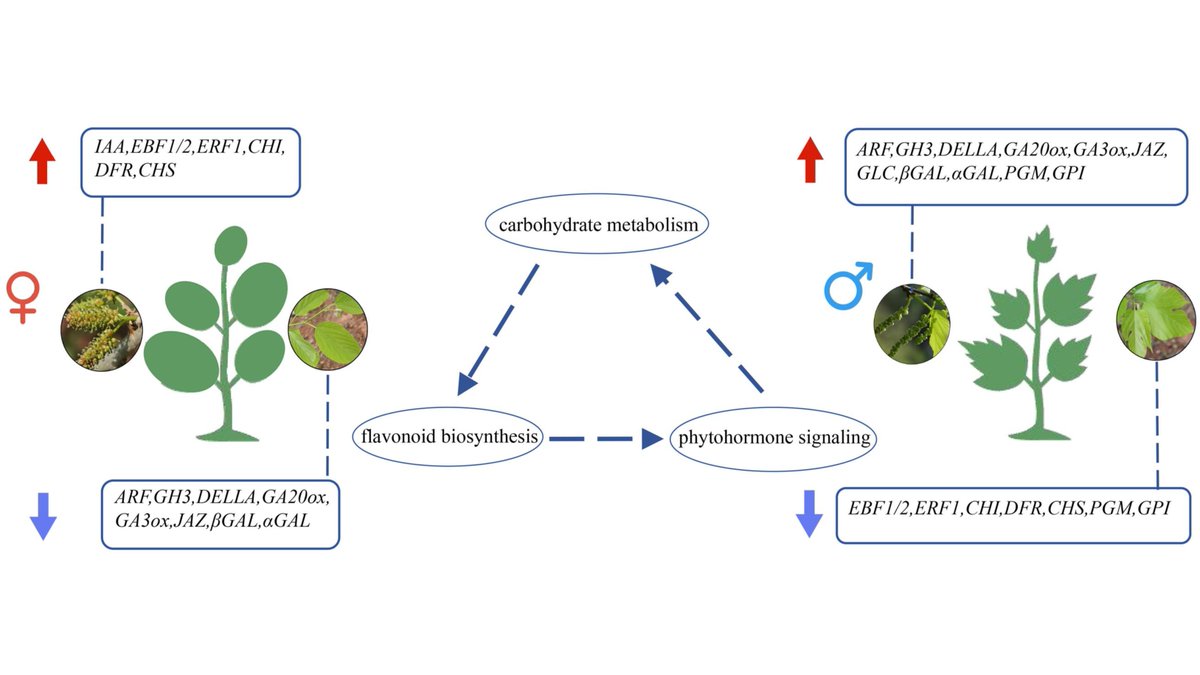 Plants_MDPI's tweet image. 🧬 Male vs female mulberry

Multi-omics reveals how gene expression and metabolites drive sexual dimorphism in Morus macroura.

📖 Read more: brnw.ch/21x0ONg

#Genomics #PlantScience #Metabolomics