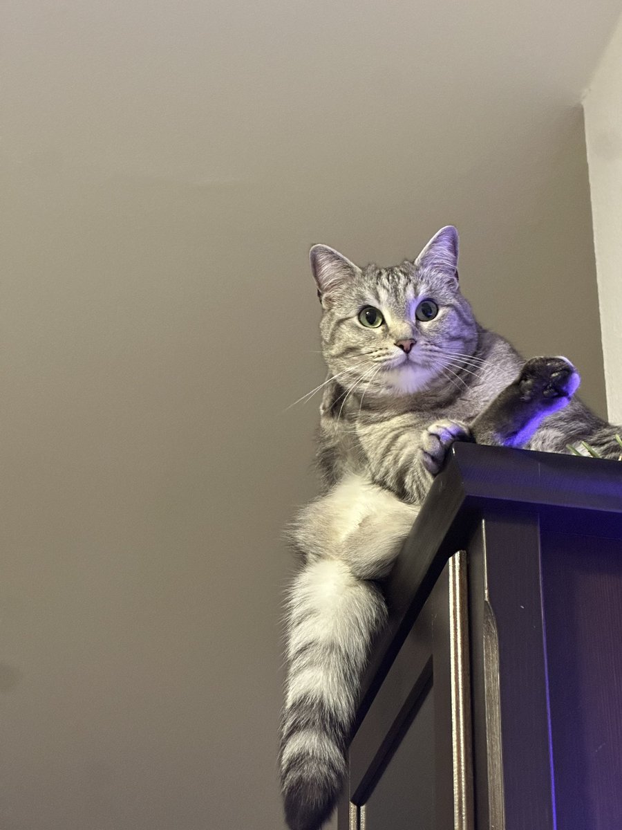 jennaderpenner's tweet photo. Katzen sind komische Wesen https://t.co/GDa6xf0as9