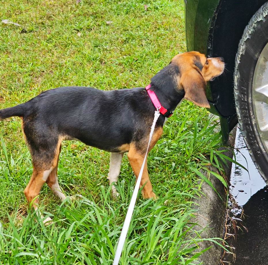 Bella, Mags , Brie and 🌈Bentley 🐞🐞 tweet media
