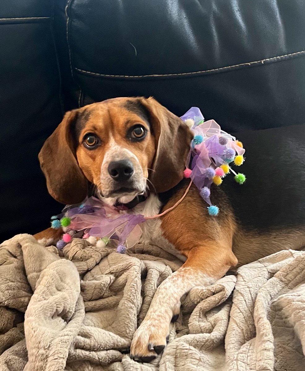 Bella, Mags , Brie and 🌈Bentley 🐞🐞 tweet media