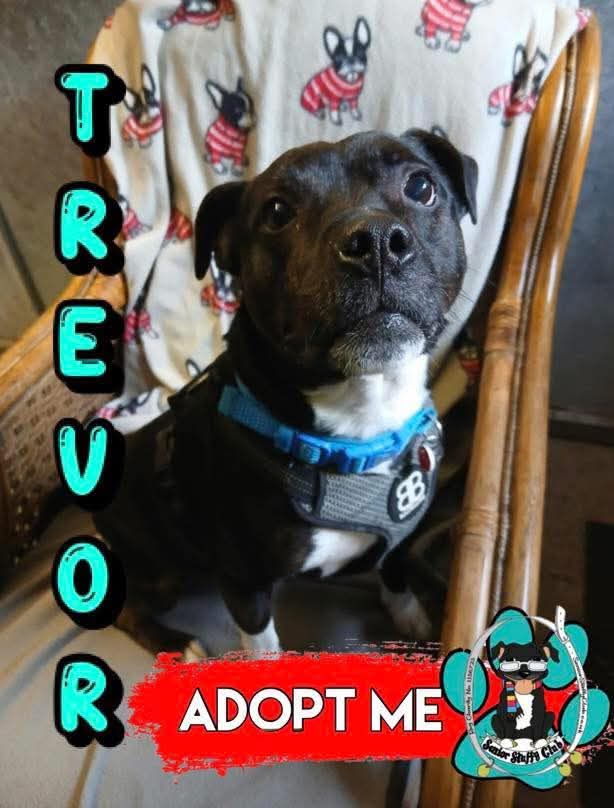 Senior Staffy Club Dog Rescue tweet media