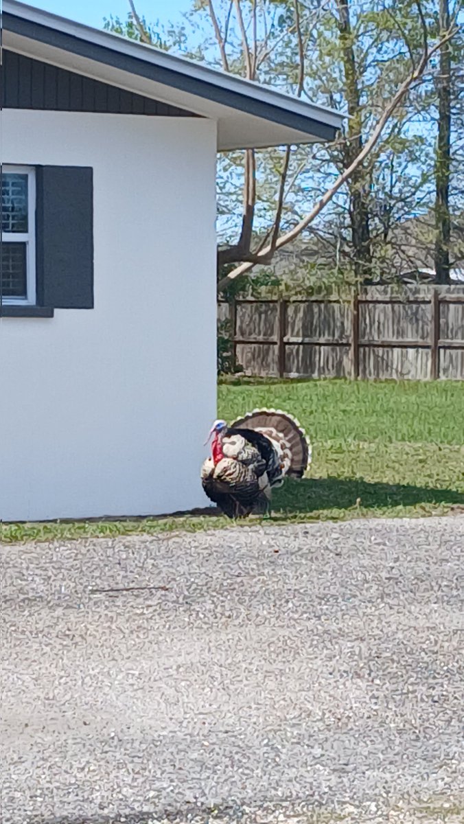 ⊱BkDk✴️of❇️Shedtwt⊰ tweet media