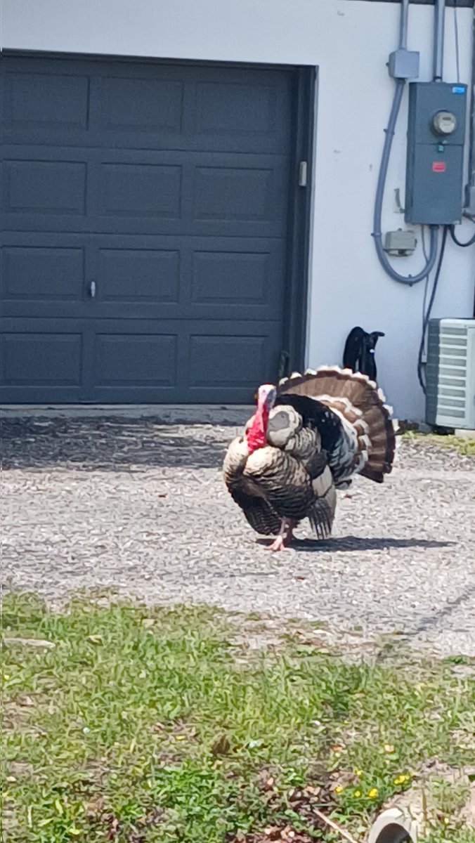 ⊱BkDk✴️of❇️Shedtwt⊰ tweet media