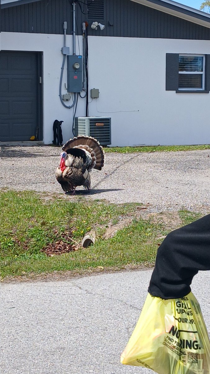 ⊱BkDk✴️of❇️Shedtwt⊰ tweet media