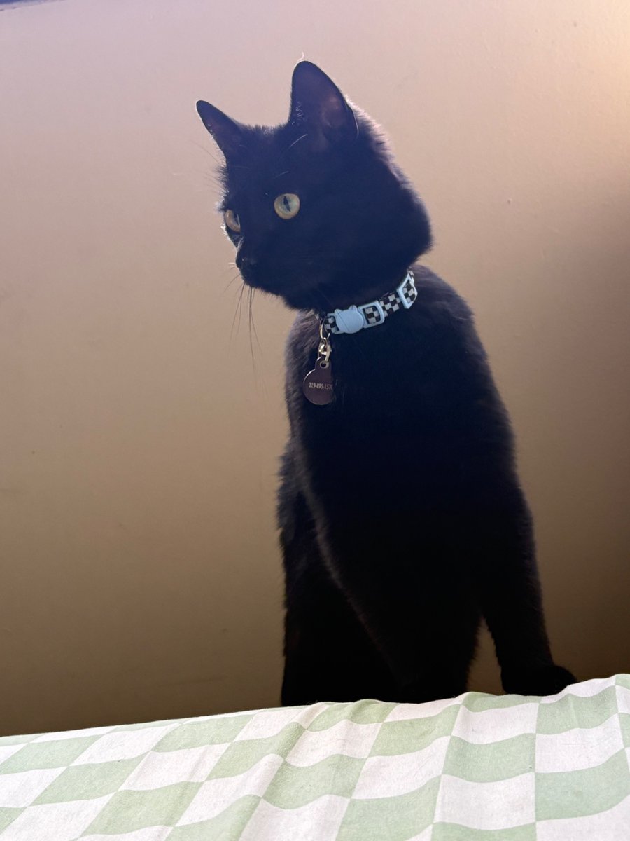 spookley tweet media