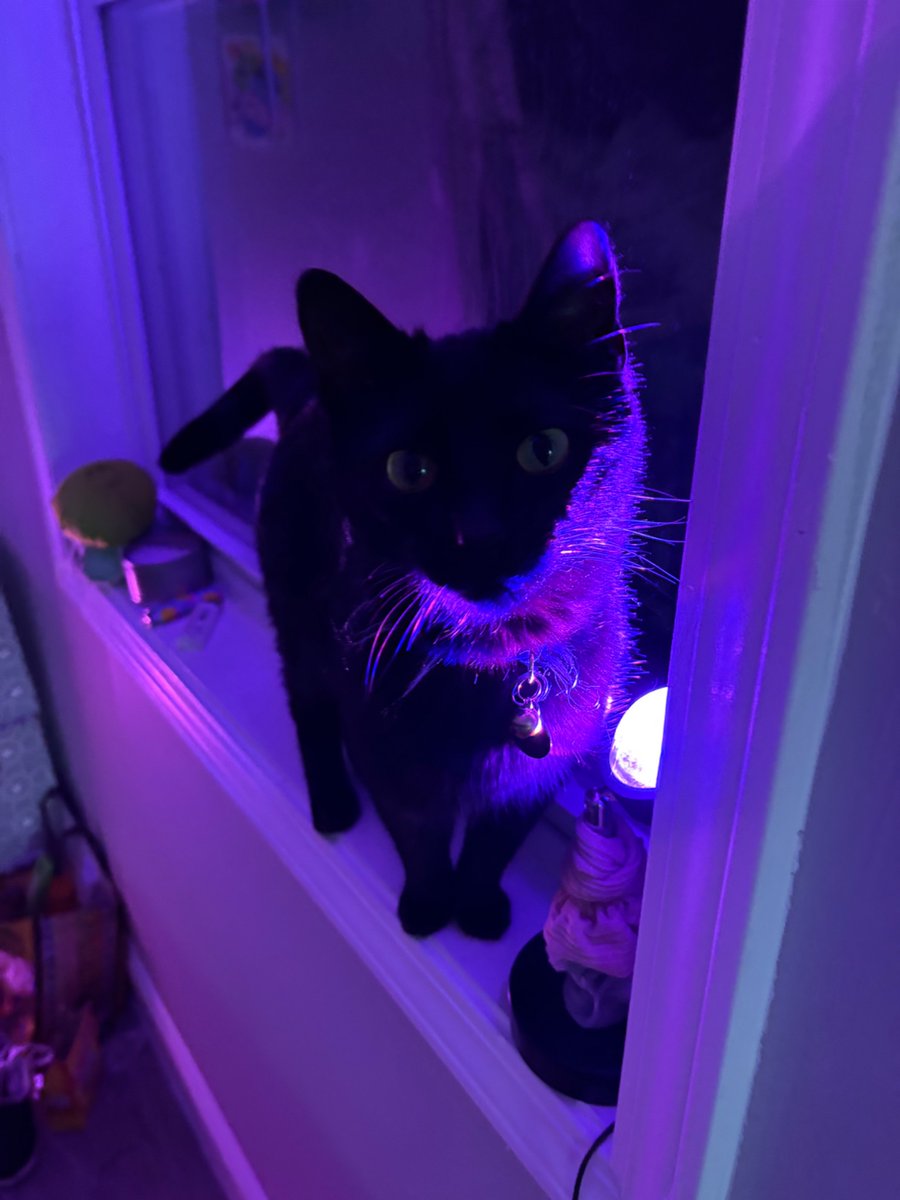 spookley tweet media