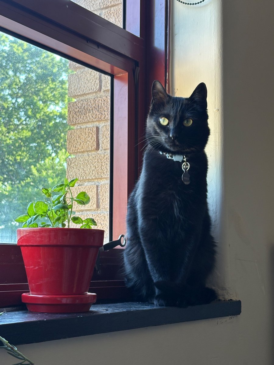 spookley tweet media