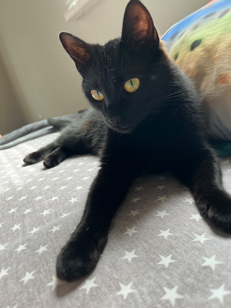 spookley tweet media