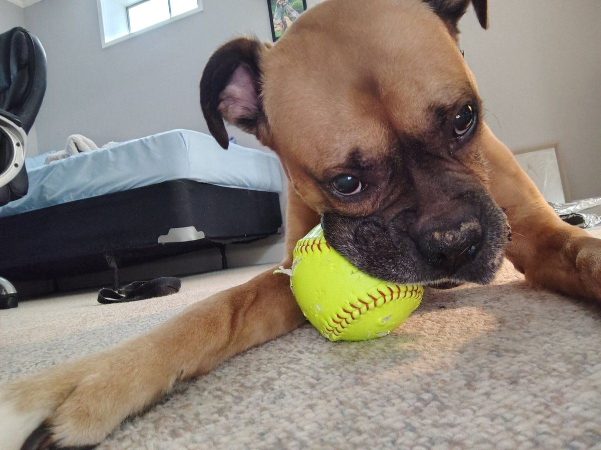 Gregaddisjr's tweet photo. It's feels so good to see my boy Duke is happy I am home with him I love him so much I couldn't have stop thinking about him my best friend love you Duke ❤️ https://t.co/iixBNd9VV7