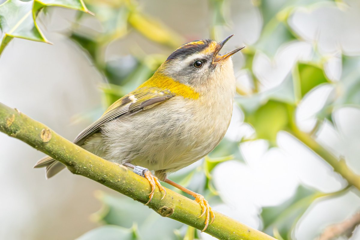 Thomas Wildlife Videos tweet media