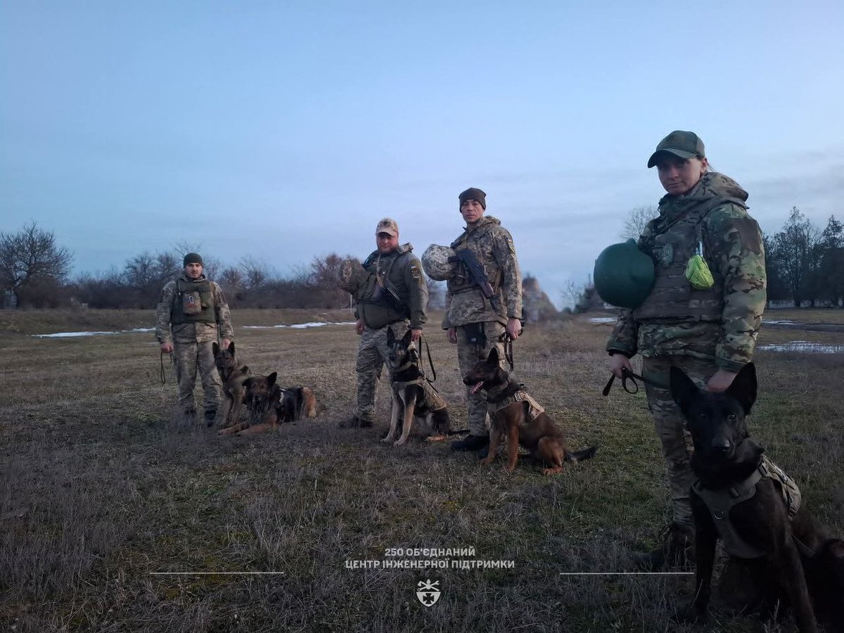 GeneralStaffUA's tweet photo. У Збройних Силах України понад 500 службових собак, які працюють у складі кінологічних розрахунків, насамперед на розмінуванні в Харківській та Херсонській областях. Завдяки гострому нюху вони ефективно знаходять вибухівку навіть у складних умовах, де техніка не дає результату. https://t.co/1FsCuVJa3k