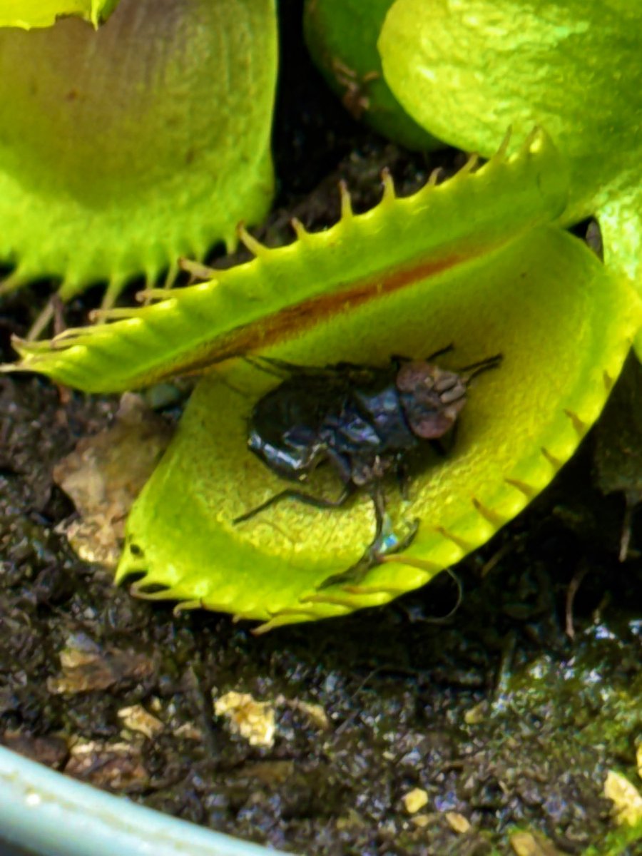 BaRacingCS tweet media