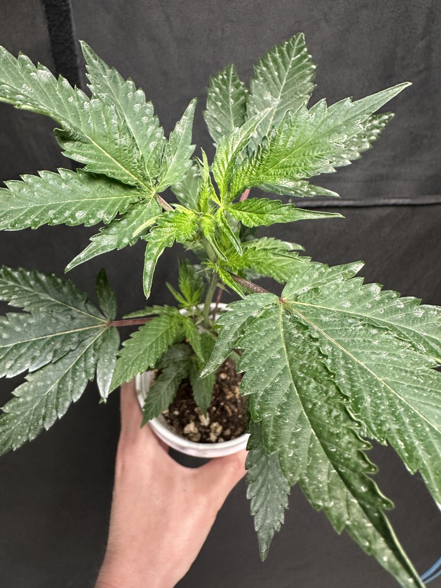 Highly Ganjanous tweet media