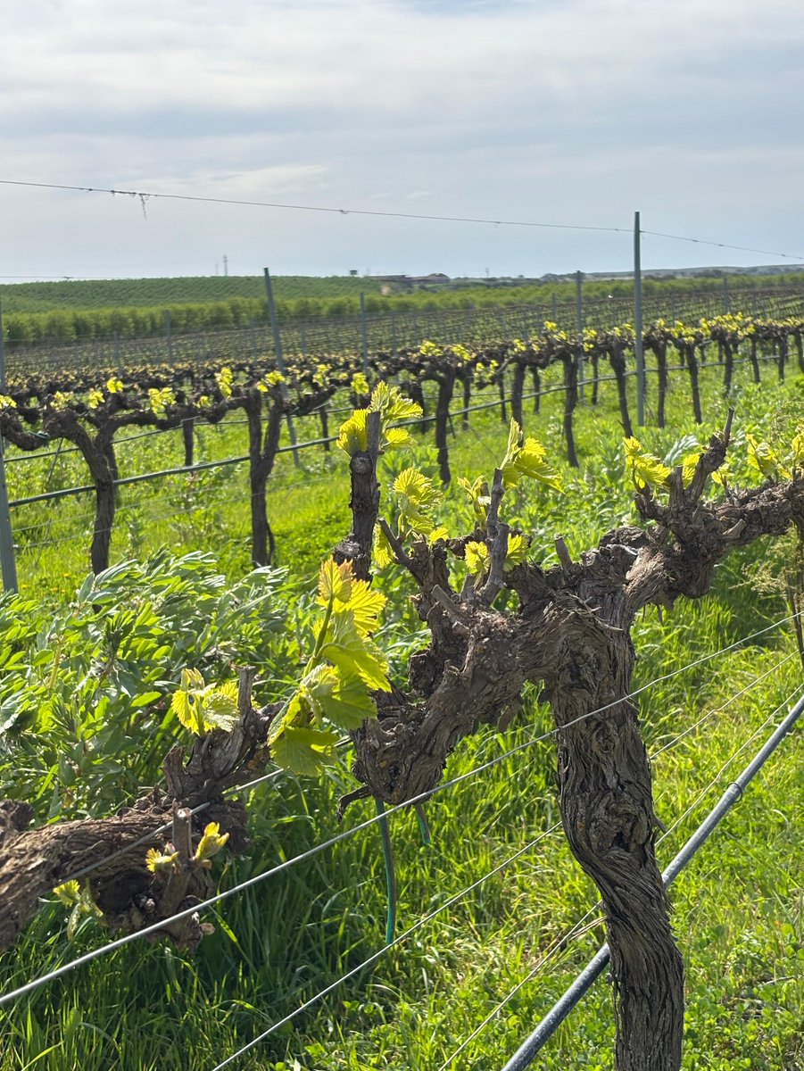 alentejo_1970's tweet image. Com a aproximação da primavera, a vinha começa a despertar. Entre ramos ainda nus, surgem os primeiros rebentos, sinais discretos de um novo ciclo que agora se inicia. A natureza segue o seu ritmo. #Pias #Alentejo 🍇🌿