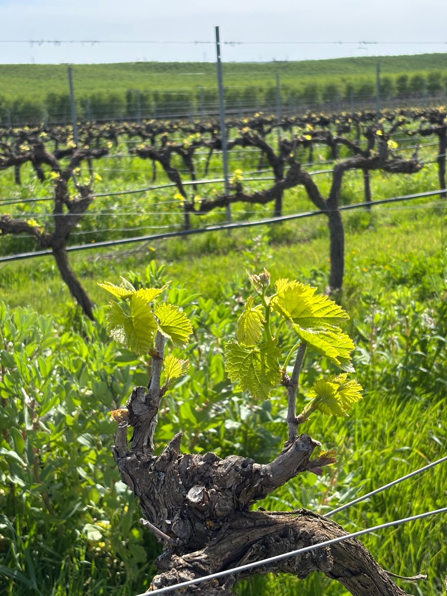alentejo_1970's tweet image. Com a aproximação da primavera, a vinha começa a despertar. Entre ramos ainda nus, surgem os primeiros rebentos, sinais discretos de um novo ciclo que agora se inicia. A natureza segue o seu ritmo. #Pias #Alentejo 🍇🌿