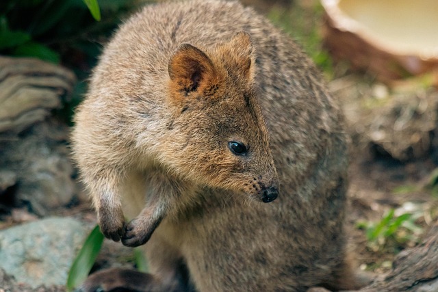 Travis Solomon tweet media