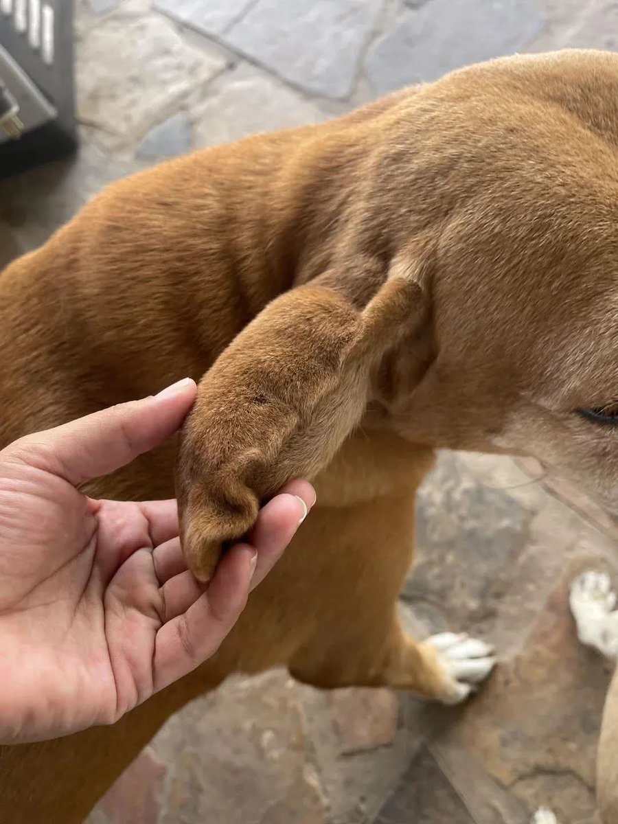 Dog lover tweet media