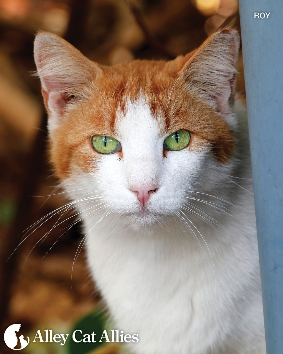 Alley Cat Allies tweet media