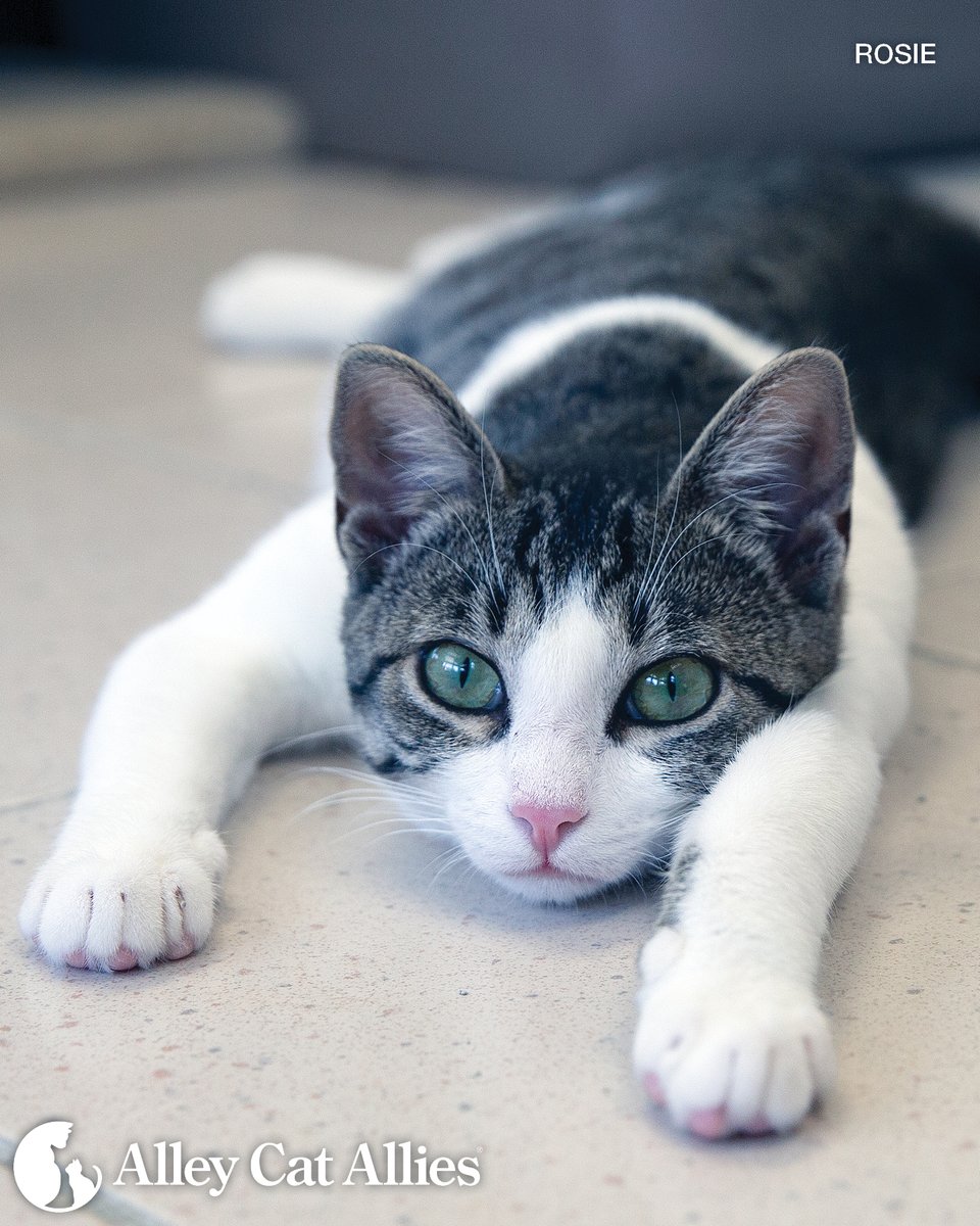 Alley Cat Allies tweet media