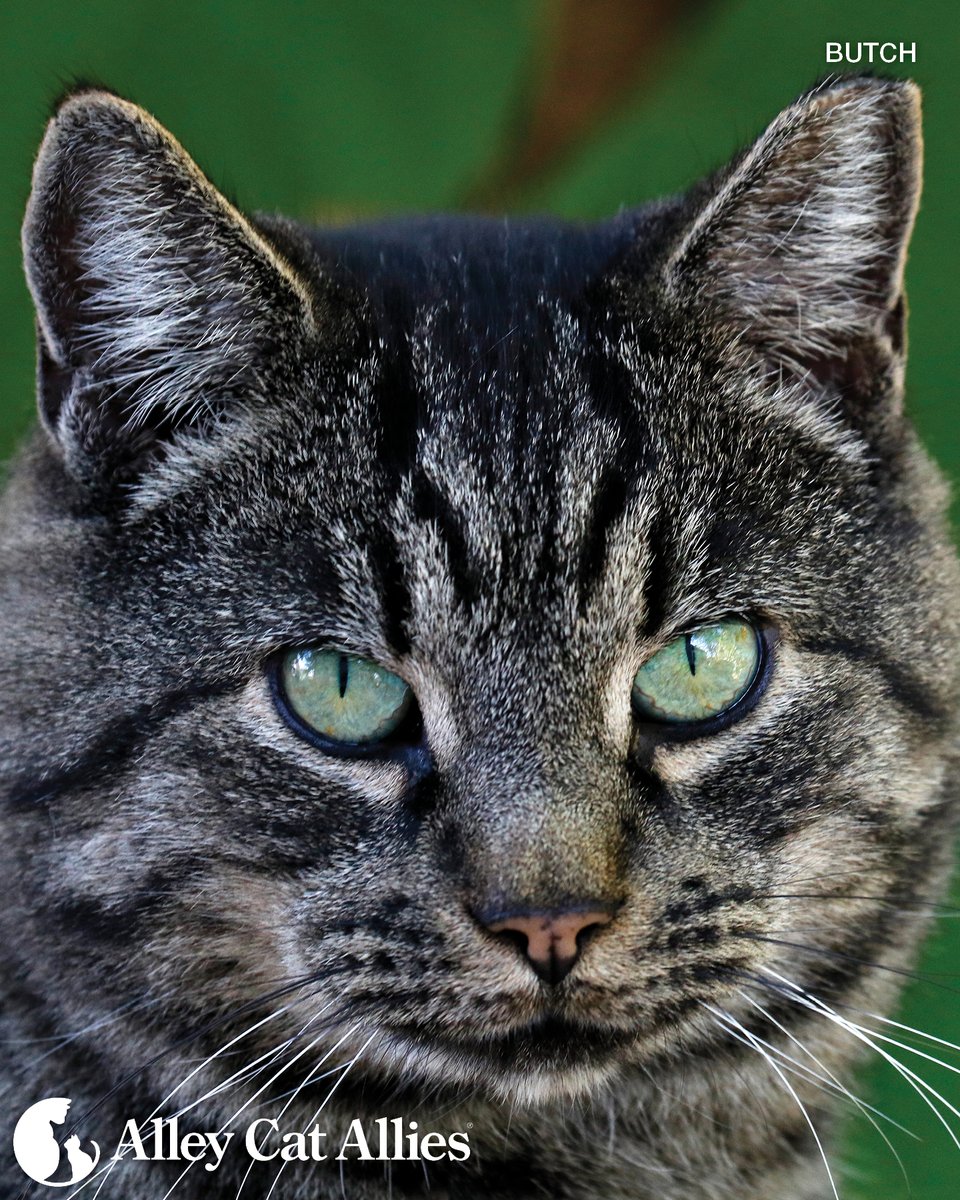 Alley Cat Allies tweet media