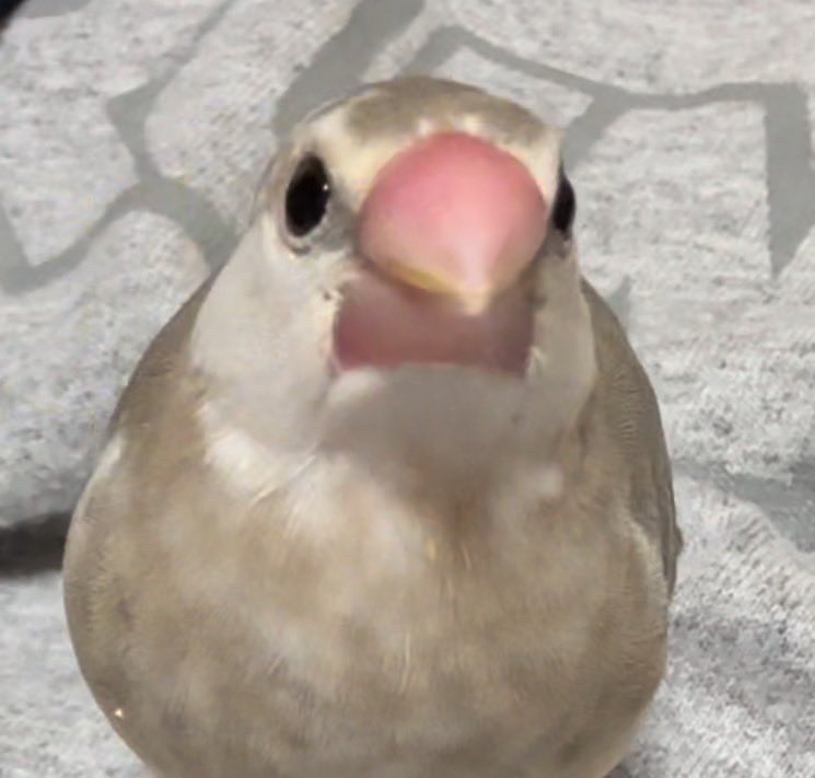 豆太@3号 tweet media