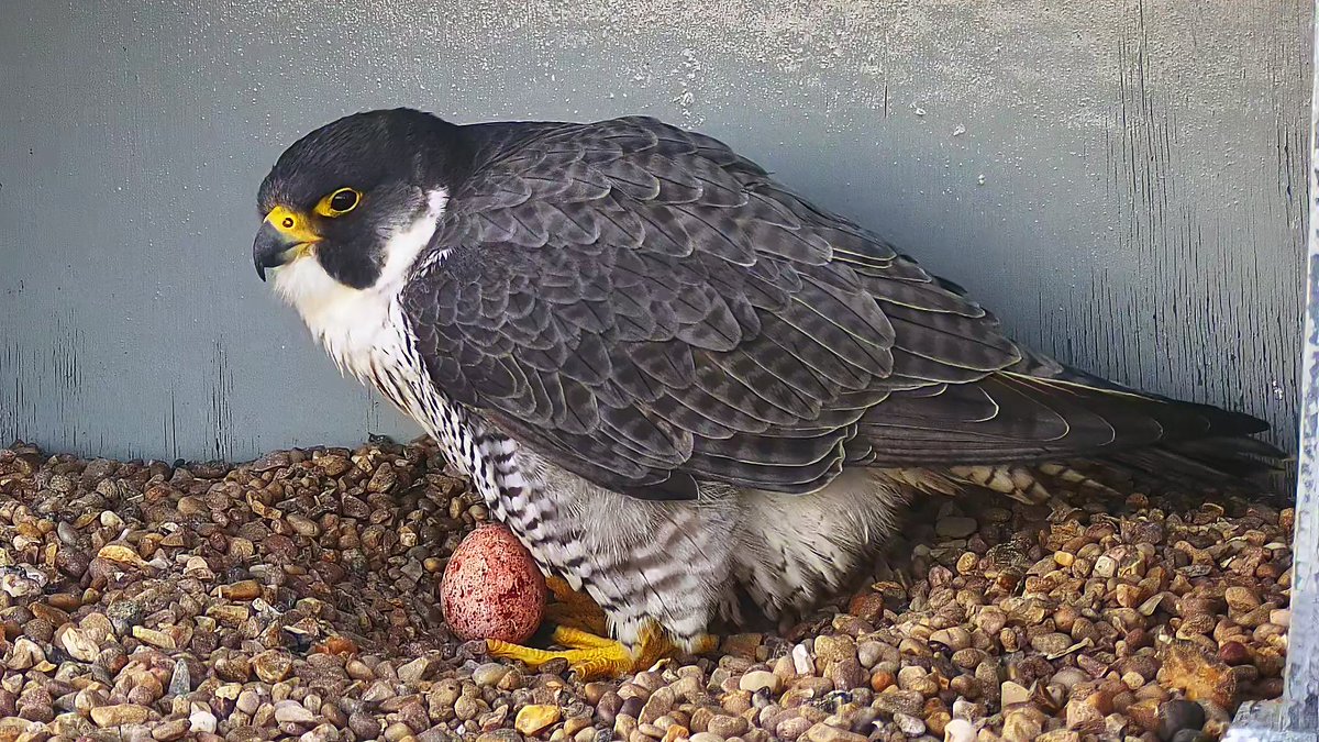 Cromer Peregrine Project tweet media