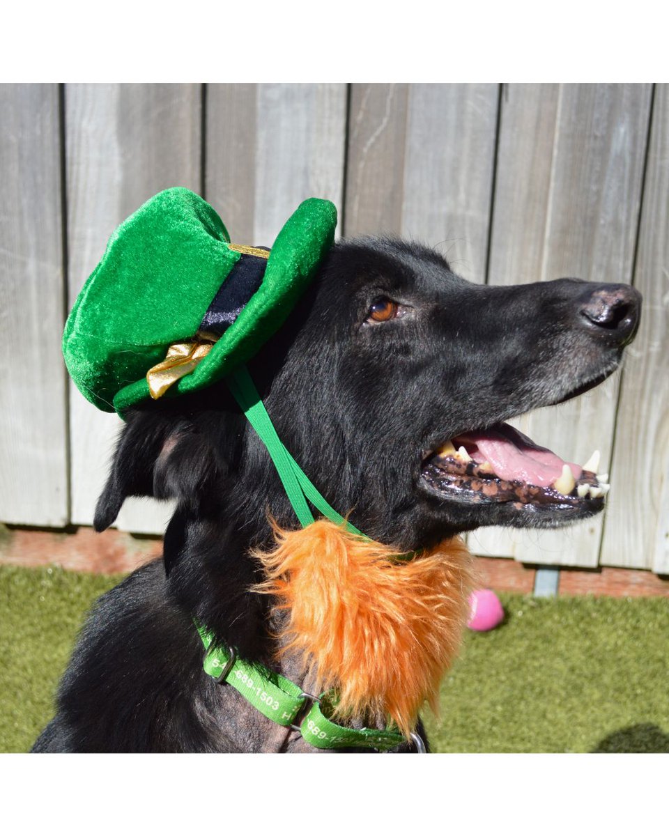 Greenhill Humane tweet media