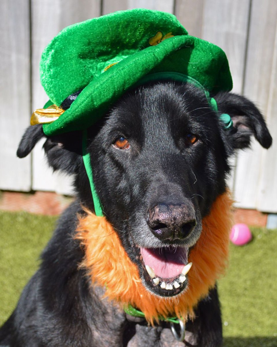 Greenhill Humane tweet media