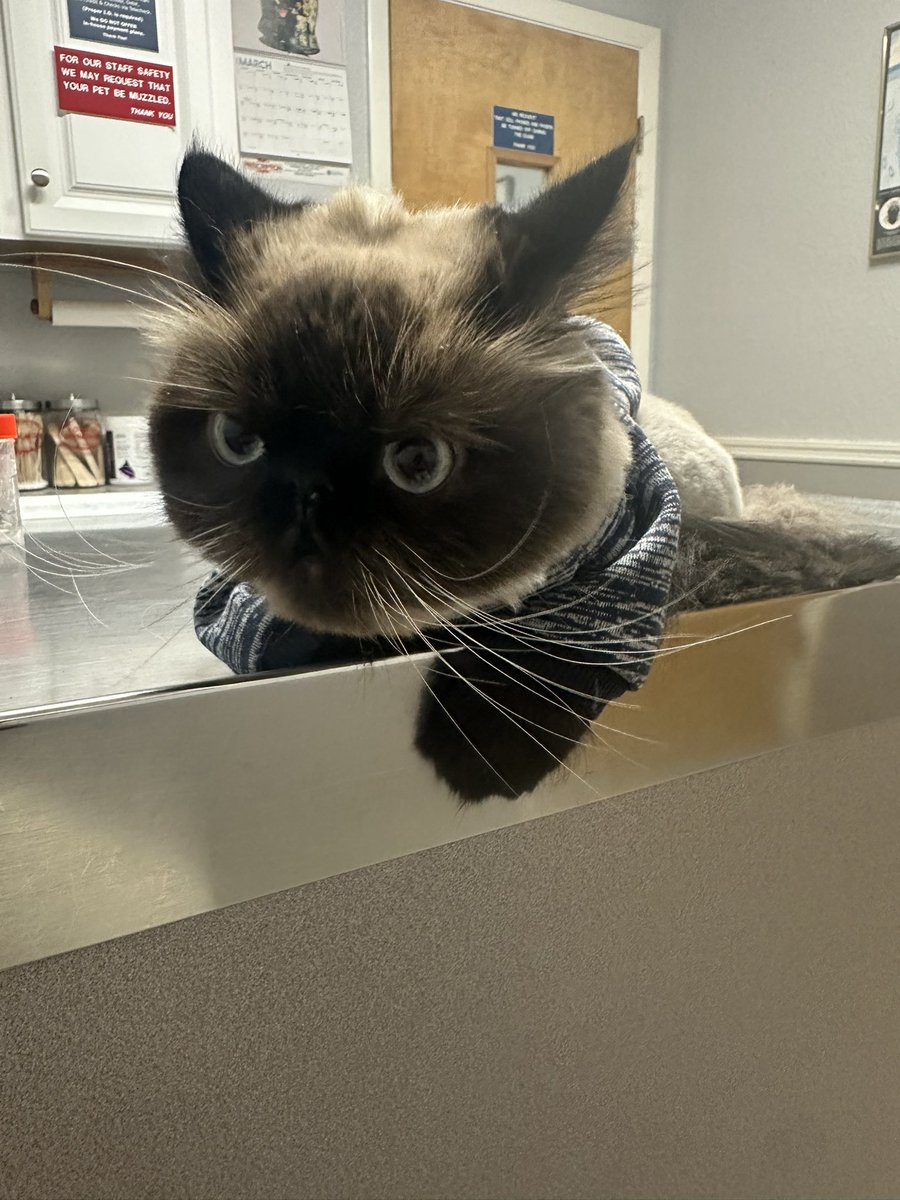 ArmyBrat68 tweet media