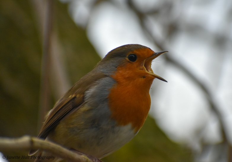 Janette Hall86 tweet media