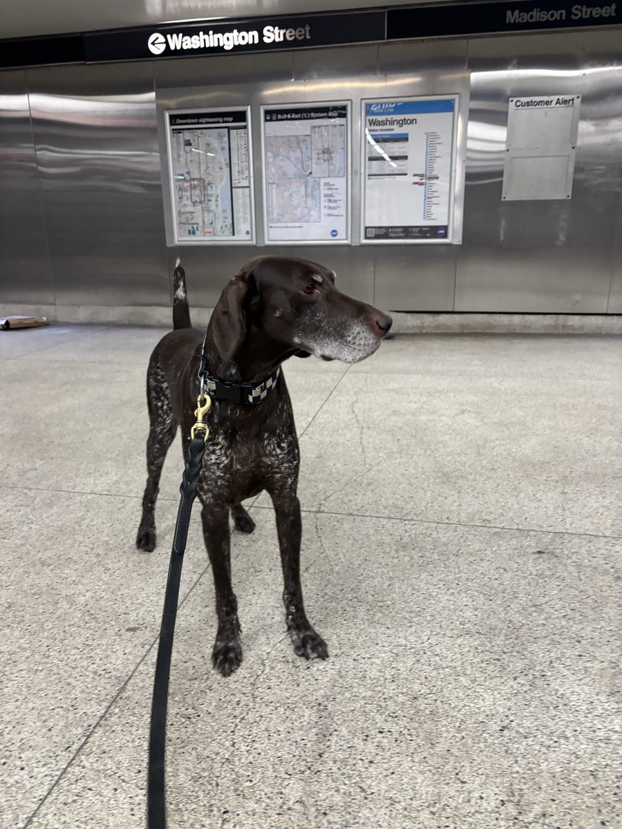 CPD_Transit tweet media