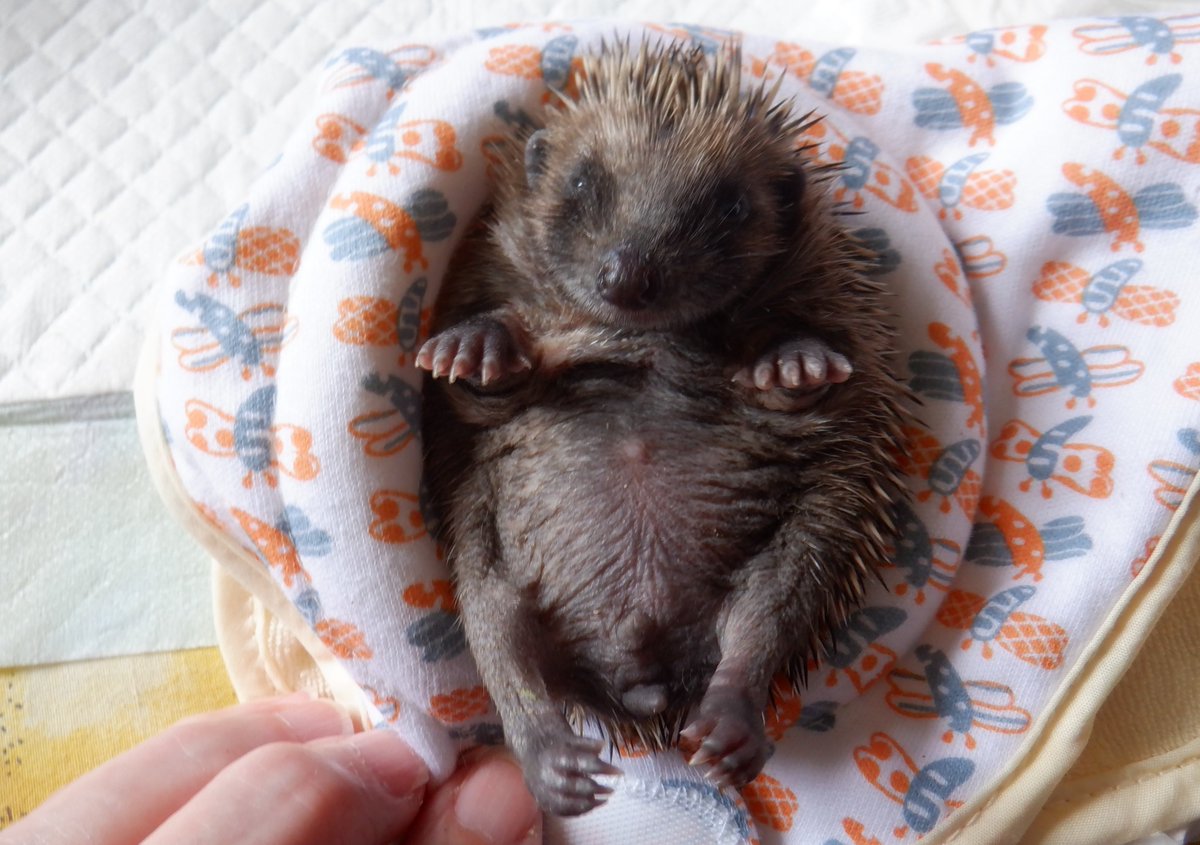 Hedgehog Cabin tweet media