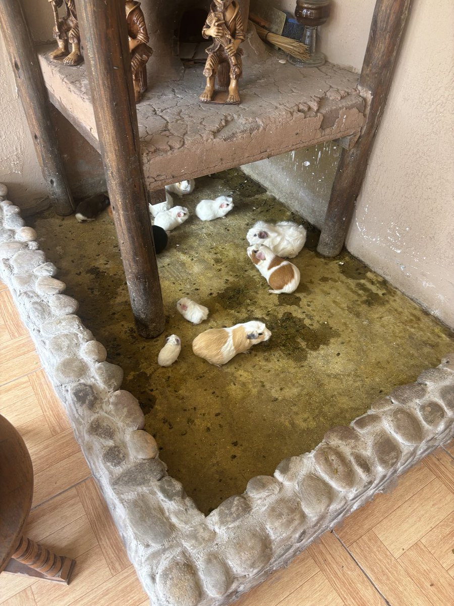 ChicofromMidtown tweet media