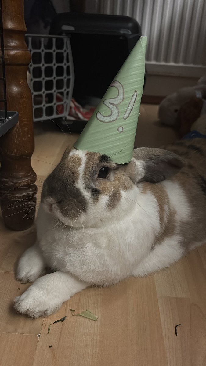 robyn 👱🏻‍♀️& paddy 🐰 tweet media