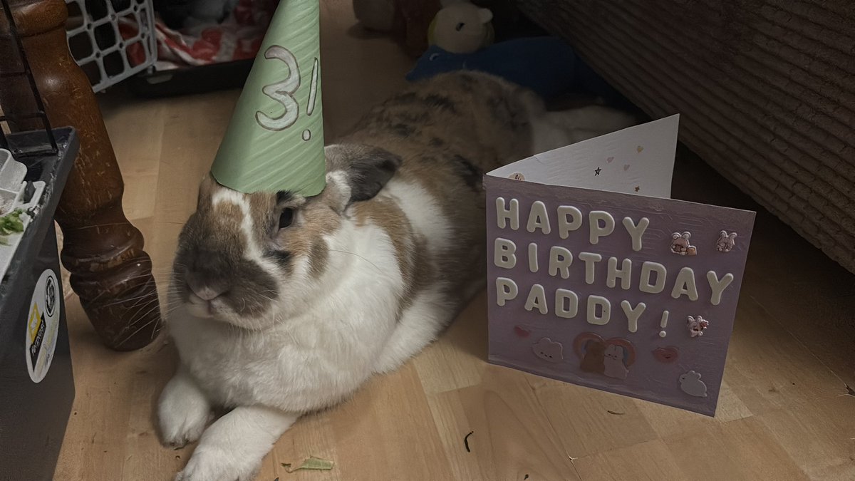 robyn 👱🏻‍♀️& paddy 🐰 tweet media