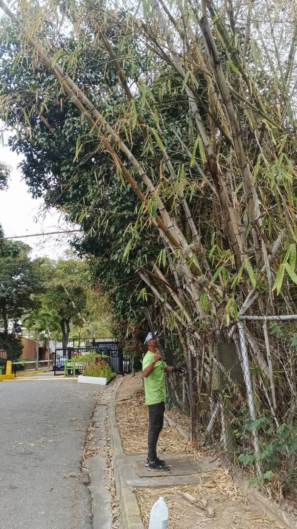 AlcaldiaBaruta's tweet photo. ¡Feliz tarde baruteños!🍃
Nuestras cuadrillas de #AccionInmediata se encuentran realizando labores de:
🍃Poda preventiva:
📍Urb. #PradosDelEste
🍃Desmalezado
📍Sector. #LasMinas
📍Urb. #LaTrinidad
📍Urb.#LomasDeTerrazasDelClubHípico https://t.co/V54VGhkfme