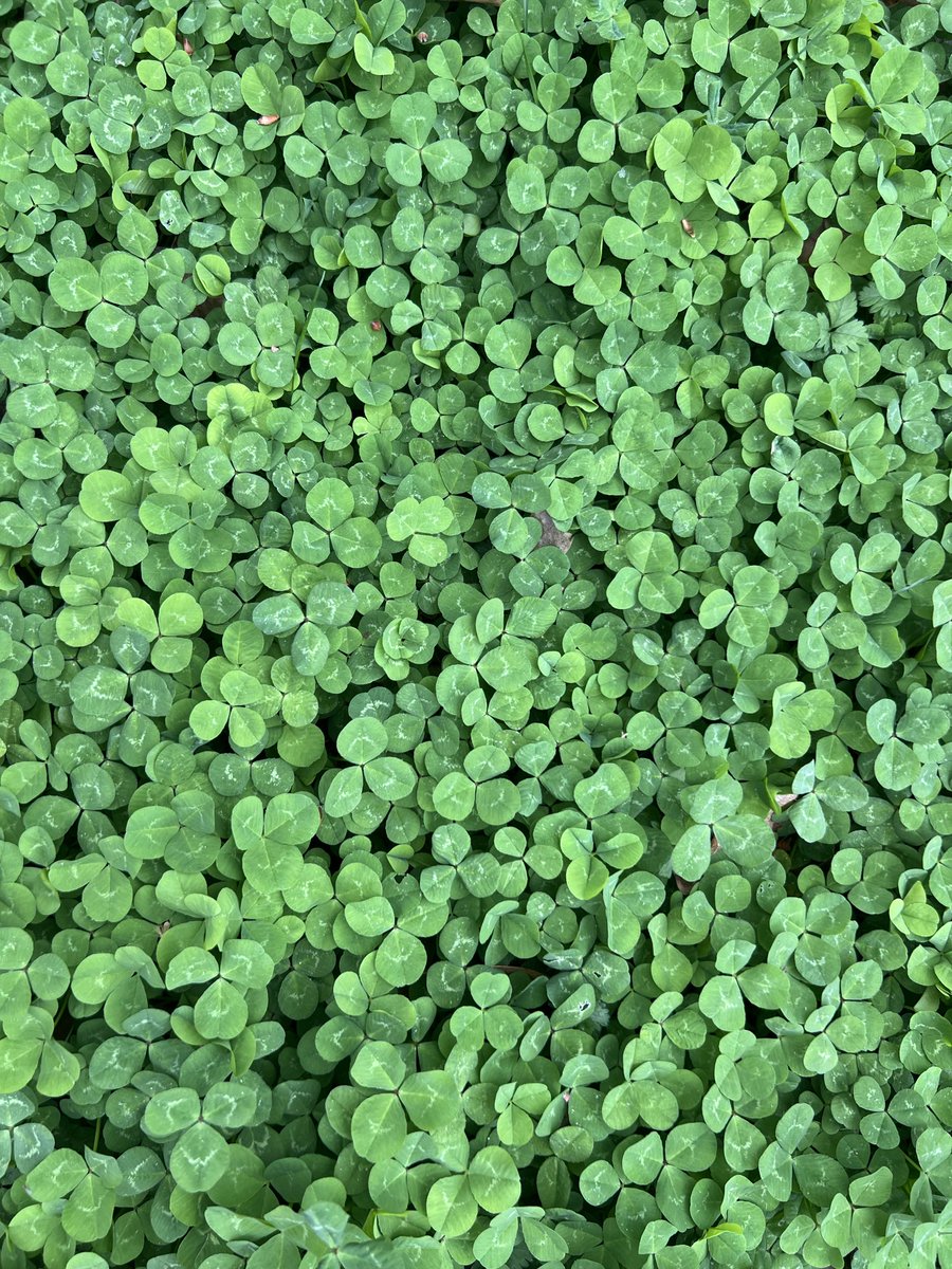 sassyashieOG's tweet photo. Feels like a good day to remind you that you can have a clover lawn instead of grass or just let the clover roam free and grow where it wants to if you have volunteer patches of it. Better drought resistance, happy pollinators, acts as a natural lawn fertilizer, less maintenance. https://t.co/zrj0PgGkOC
