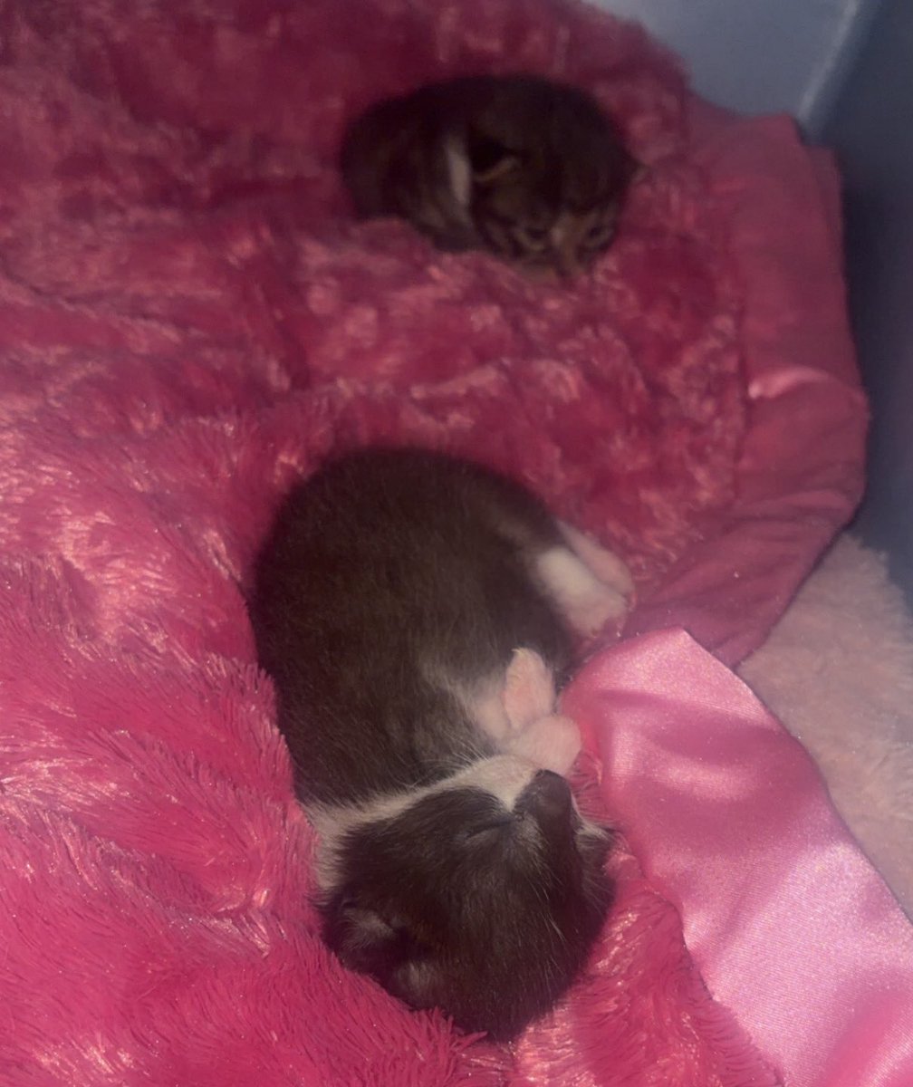 𝐤𝐚𝐲𝐥𝐚♡ tweet media