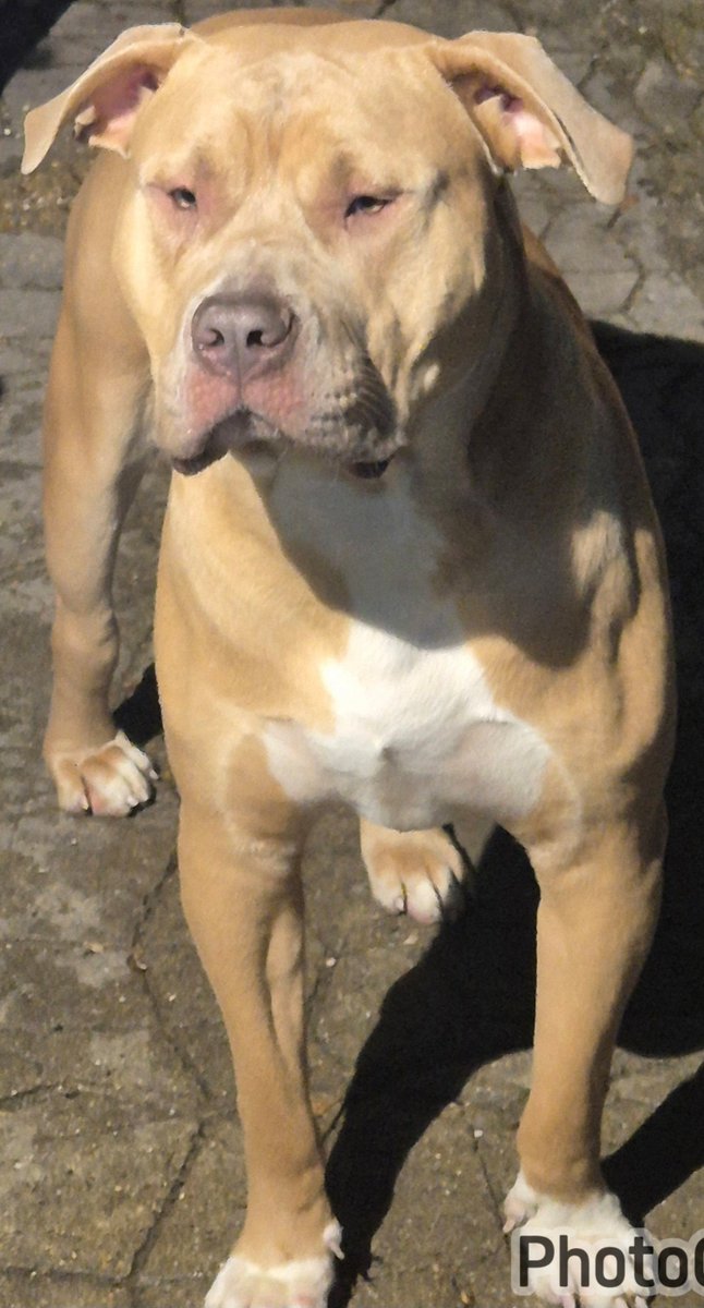 millypod1's tweet image. MO MO HOME SAFE. THANKS FOR RT's 😊🐕🐾

🆘14 MAR 2026 #Lost Mo Mo #ScanMe
YOUNG Cane Corso Cross Female 
Valley Park Housing Estate #Croydon #GreaterLondon #CR0 
doglost.co.uk/dog/202457