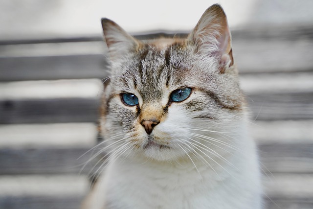 Armando Alghifary tweet media